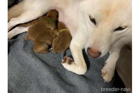 成約済の熊本県の柴犬-321675の11枚目