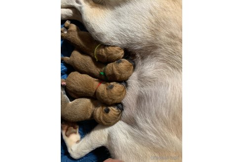成約済の熊本県の柴犬-321675の10枚目