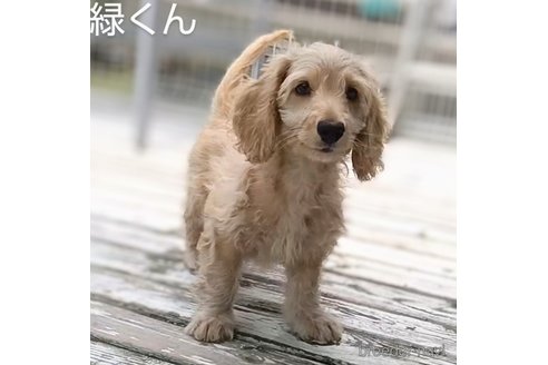 成約済の埼玉県のダップー:ミニチュアダックスフンド×トイプードル-322499の6枚目