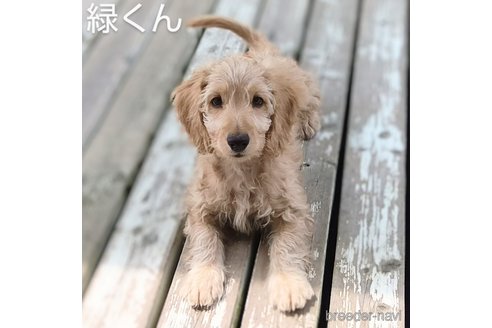 成約済の埼玉県のダップー:ミニチュアダックスフンド×トイプードル-322499の4枚目
