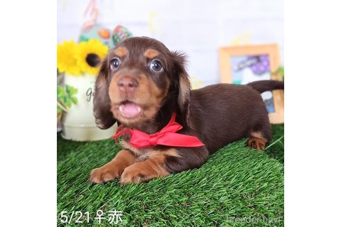 成約済の埼玉県のミニチュアダックスフンド(ロングヘアード)-322507の7枚目