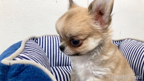 成約済の神奈川県のチワワ(ロングコート)-318722の9枚目