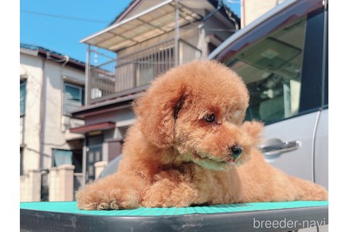 成約済の千葉県のトイプードル-315514の2枚目