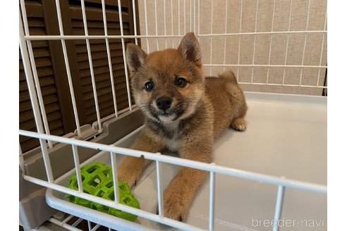 成約済の兵庫県の豆柴-318455の5枚目