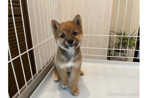 成約済の兵庫県の豆柴-318455の3枚目