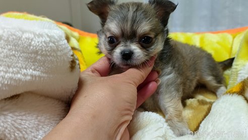 成約済の神奈川県のチワワ(ロングコート)-318756の4枚目