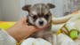 オンライン見学