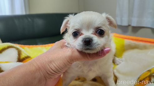 成約済の神奈川県のチワワ(ロングコート)-318758の1枚目