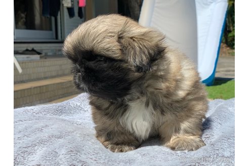 成約済の大分県のペキニーズ-320423の4枚目