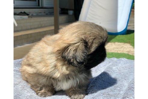 成約済の大分県のペキニーズ-320423の5枚目