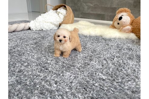 成約済の滋賀県のティーカッププードル-317252の3枚目