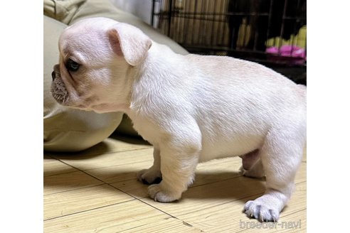 成約済の愛媛県のフレンチブルドッグ-322575の20枚目
