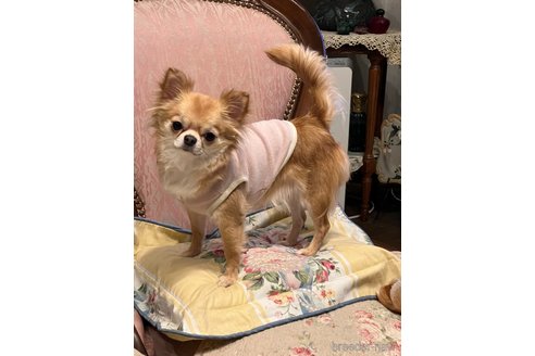 ちーちゃんちゃん1枚目