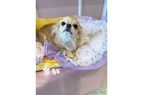 ちーちゃんちゃん1枚目