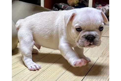 成約済の愛媛県のフレンチブルドッグ-322591の23枚目