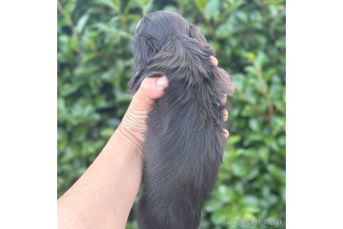 成約済の福岡県のミニチュアダックスフンド(ロングヘアード)-322598の6枚目