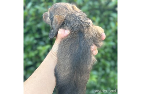 成約済の福岡県のミニチュアダックスフンド(ロングヘアード)-322602の3枚目
