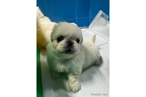 成約済の岡山県のペキニーズ-321764の2枚目