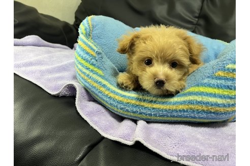成約済の栃木県のポメプー:ポメラニアン×トイプードル-322609の6枚目