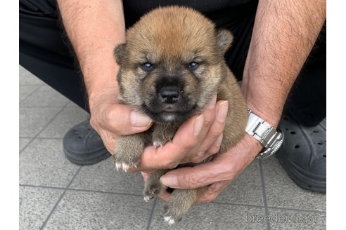 成約済の長崎県の柴犬-322611の5枚目