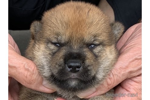 成約済の長崎県の柴犬-322611の1枚目