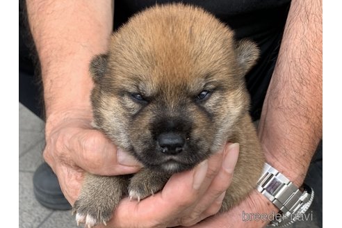成約済の長崎県の柴犬-322611の4枚目
