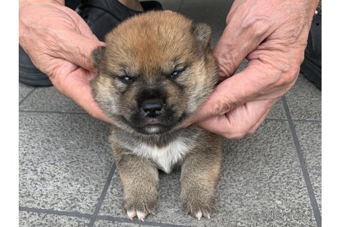 成約済の長崎県の柴犬-322611の3枚目