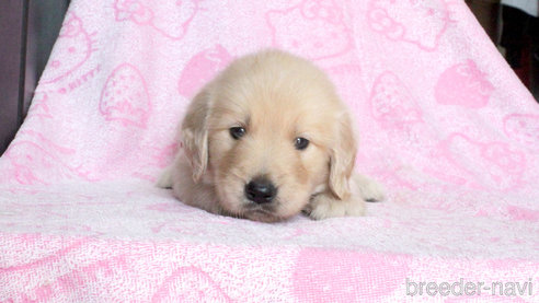 子犬