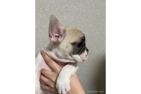 成約済の沖縄県のフレンチブルドッグ-322637の4枚目