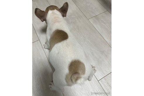 成約済の沖縄県のフレンチブルドッグ-322637の3枚目