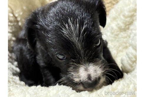成約済の千葉県のミックス犬-318414の2枚目