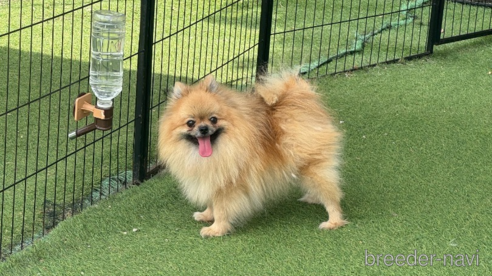 コロちゃん1枚目