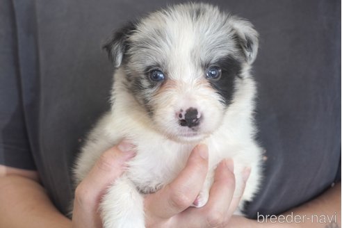 成約済の熊本県のボーダーコリー-322688の7枚目