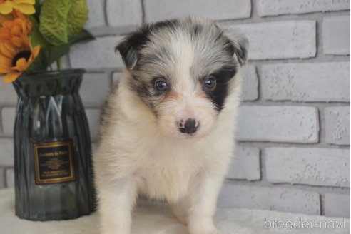 成約済の熊本県のボーダーコリー-322688の6枚目