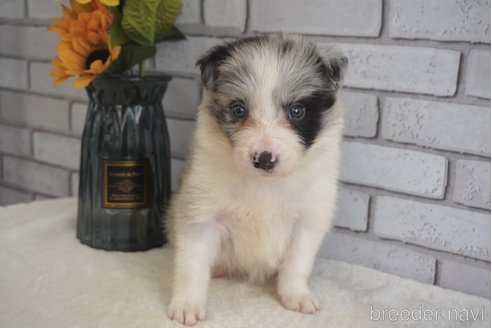 成約済の熊本県のボーダーコリー-322688の5枚目