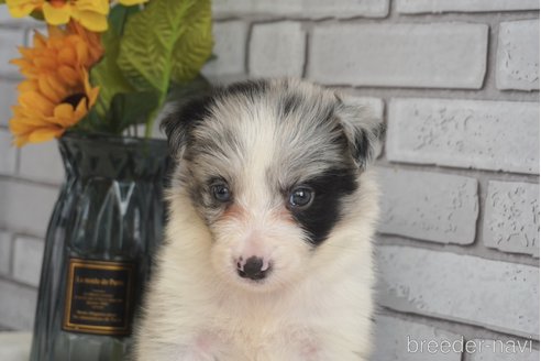 成約済の熊本県のボーダーコリー-322688の4枚目