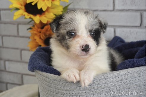 成約済の熊本県のボーダーコリー-322688の3枚目