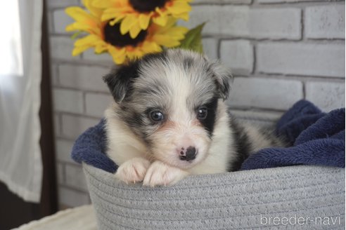 成約済の熊本県のボーダーコリー-322688の2枚目