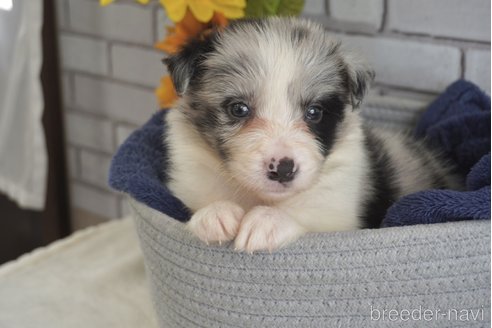 成約済の熊本県のボーダーコリー-322688