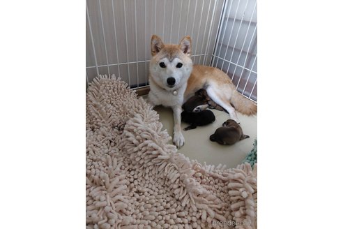 のの豆柴-