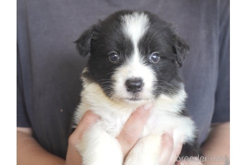 成約済の熊本県のボーダーコリー-322709の7枚目