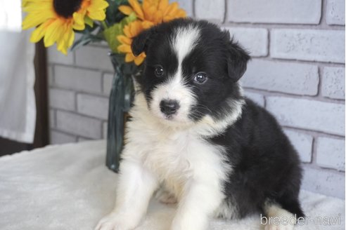 成約済の熊本県のボーダーコリー-322709の6枚目