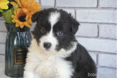 成約済の熊本県のボーダーコリー-322709の5枚目