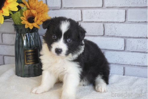 成約済の熊本県のボーダーコリー-322709の4枚目