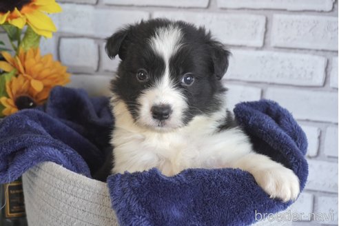 成約済の熊本県のボーダーコリー-322709の3枚目