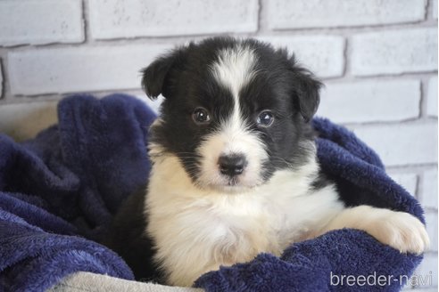 成約済の熊本県のボーダーコリー-322709の2枚目