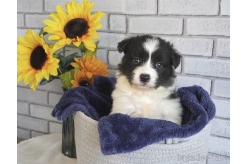 成約済の熊本県のボーダーコリー-322709の1枚目