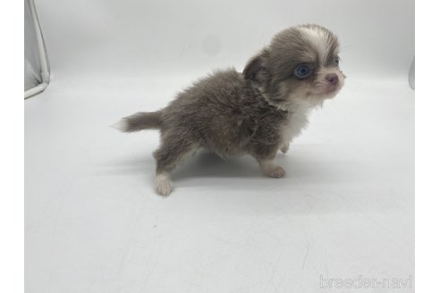 成約済の愛知県のチワワ(ロングコート)-322716の5枚目