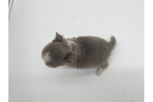 成約済の愛知県のチワワ(ロングコート)-322716の4枚目