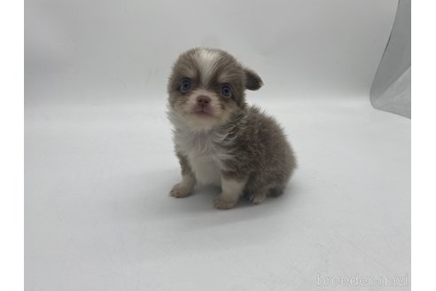 成約済の愛知県のチワワ(ロングコート)-322716の2枚目